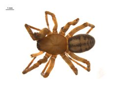 Callobius pictus m1 by G. Blagoev, Centre for Biodiversity Genomics. Used under a CC BY-SA 3.0 license.