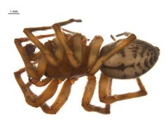Callobius pictus m2 by G. Blagoev, Centre for Biodiversity Genomics. Used under a CC BY-SA 3.0 license.