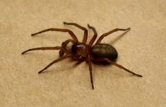 Callobius severus by KirinX (talk). Used under a CC BY 3.0 license.