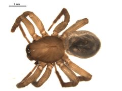 Cybaeopsis euopla 1 by Gergin Blagoev, Centre for Biodiversity Genomics. Used under a CC BY-SA 3.0 license.
