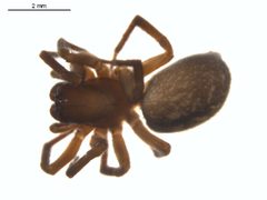 Cybaeopsis euopla 2 by Gergin Blagoev, Centre for Biodiversity Genomics. Used under a CC0 license.