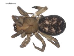 Cybaeopsis euopla 3 by Gergin Blagoev, Centre for Biodiversity Genomics. Used under a CC0 license.