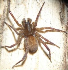 Cybaeopsis wabritaska by Susan Wise-Eagle. Used under a CC BY-SA 3.0 license.