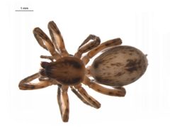 Anyphaena aperta f1 by G. Blagoev, Centre for Biodiversity Genomics. Used under a CC BY-SA 3.0 license.