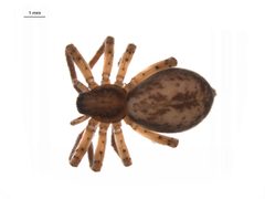 Anyphaena aperta f2 by G. Blagoev, Centre for Biodiversity Genomics. Used under a CC BY-SA 3.0 license.