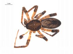 Anyphaena aperta m by G. Blagoev, Centre for Biodiversity Genomics. Used under a CC BY-SA 3.0 license.
