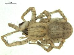Anyphaena celer 1 by G. Blagoev, Centre for Biodiversity Genomics. Used under a CC BY-SA 3.0 license.