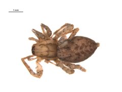Anyphaena celer 2 by Centre for Biodiversity Genomics. Used under a CC0 license.