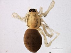 Anyphaena celer 3 by Centre for Biodiversity Genomics. Used under a CC0 license.