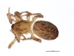 Anyphaena pacifica by CBG Photography Group, Centre for Biodiversity Genomics. Used under a CC0 license.