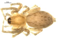 Anyphaena pectorosa by Gergin Blagoev, Biodiversity Intitute of Ontario. Used under a CC BY 3.0 license.