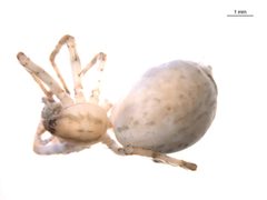 Anyphaena pectorosa f by G. Blagoev, Centre for Biodiversity Genomics. Used under a CC0 license.