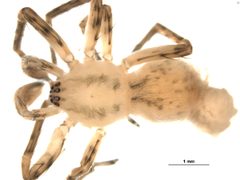 Anyphaena pectorosa m2 by CBG Photography Group, Centre for Biodiversity Genomics. Used under a CC0 license.