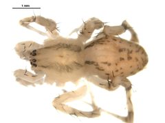 Anyphaena pectorosa m3 by CBG Photography Group, Centre for Biodiversity Genomics. Used under a CC0 license.