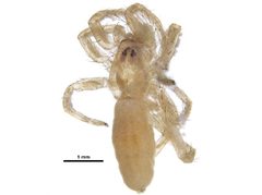 Arachosia cubana by CBG Photography Group, Centre for Biodiversity Genomics. Used under a CC0 license.