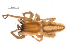 Hibana futilis by Gergin Blagoev, Biodiversity Intitute of Ontario. Used under a CC BY 3.0 license.
