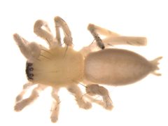 Hibana futilis female by Gergin Blagoev, Centre for Biodiversity Genomics. Used under a CC BY-SA 3.0 license.
