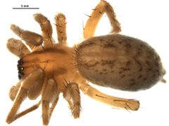 Hibana gracilis by Gergin Blagoev, Biodiversity Intitute of Ontario. Used under a CC BY 3.0 license.