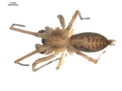 Hibana gracilis m by Gergin Blagoev. Used under a CC0 license.