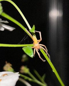 Yellow ghost spider Hibana velox on a Bidens alba plant after having constructed a small web during the early hours of the night by Christian Chapu. Used under a CC BY-SA 4.0 license.