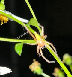 Yellow ghost spider Hibana velox on a Bidens alba plant after having constructed a small web during the early hours of the night. A Hibana velox spider on by Christian Chapu. Used under a CC BY-SA 4.0 license.