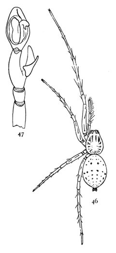Common Spiders U.S. 046-7 by James Henry Emerton (1847 – 1931). Used under a Public domain license.