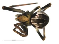 Acacesia hamata by Gergin Blagoev, Biodiversity Intitute of Ontario. Used under a CC BY 3.0 license.
