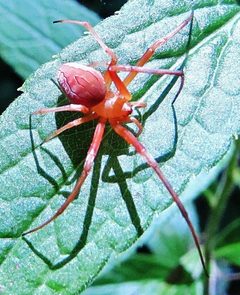 Acacesia hamata 89787515 by Ken Kneidel. Used under a CC0 license.
