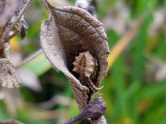 Acanthepeira stellata 35255544 by Leila Dasher. Used under a CC BY 4.0 license.