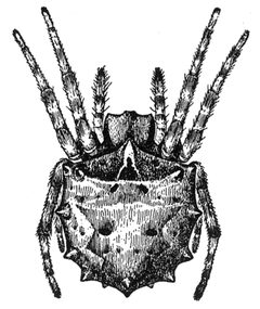 Common Spiders U.S. 419 Acanthepeira stellata by James Henry Emerton (1847 – 1931). Used under a Public domain license.