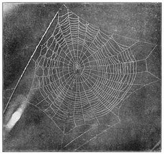 Common Spiders U.S. 420 Acanthepeira stellata web by James Henry Emerton (1847 – 1931). Used under a Public domain license.