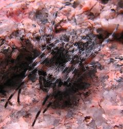Aculepeira carbonarioides by John P. Kole. Used under a CC BY-SA 4.0 license.