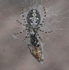 Aculepeira carbonarioides P1230467a by 
xpda. Used under a CC BY-SA 4.0 license.