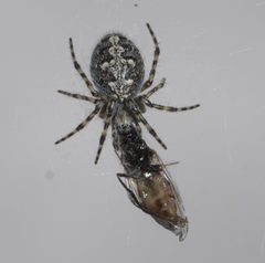 Aculepeira carbonarioides P1230468a by 
xpda. Used under a CC BY-SA 4.0 license.