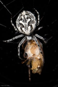 Aculepeira packardi 1694301 by Ken-ichi Ueda. Used under a CC BY 4.0 license.
