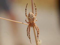 Aculepeira packardi 860652 by Eddie Dunbar. Used under a CC BY-SA 4.0 license.