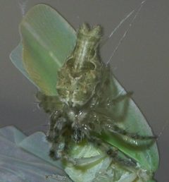 Allocyclosa bifurca by Jeff Hollenbeck. Used under a CC BY-SA 3.0 license.