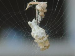 Allocyclosa bifurca 28426492 by jade fortnash. Used under a CC0 license.