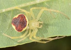 Araneus alboventris 30000565 by skitterbug. Used under a CC BY 4.0 license.
