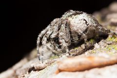 Araneus andrewsi 380336 by Ken-ichi Ueda. Used under a CC BY 4.0 license.