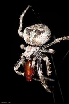 Araneus andrewsi 380337 by Ken-ichi Ueda. Used under a CC BY 4.0 license.