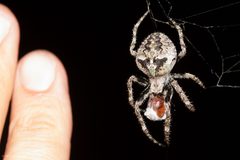 Araneus andrewsi 380338 by Ken-ichi Ueda. Used under a CC BY 4.0 license.