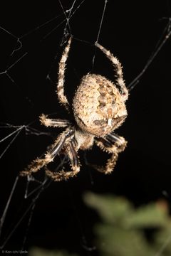 Araneus andrewsi 4402655 by Ken-ichi Ueda. Used under a CC BY 4.0 license.