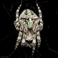 Araneus andrewsi 757485 by Ken-ichi Ueda. Used under a CC BY 4.0 license.