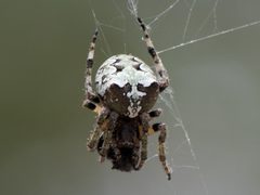 Araneus bicentenarius 13520726 by Christopher Eliot. Used under a CC BY 4.0 license.