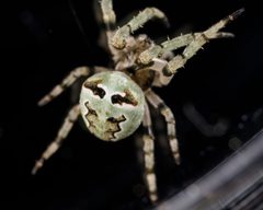Araneus bicentenarius 40673746 by Meghan Cassidy. Used under a CC BY-SA 4.0 license.
