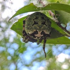 Araneus bicentenarius 79895411 by Austin Pursley. Used under a CC0 license.