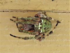 Araneus bicentenarius 83613403 by Annika Lindqvist. Used under a CC BY 4.0 license.