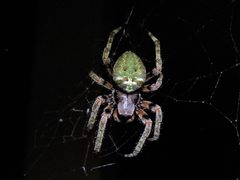 Araneus bicentenarius 84400223 by Annika Lindqvist. Used under a CC BY 4.0 license.