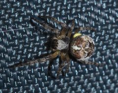 Araneus bicentenarius P1230706a by Xpda. Used under a CC BY-SA 4.0 license.